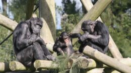 Ostravská ZOO má další nový přírůstek! Mládě šimpanze se narodilo před týdnem